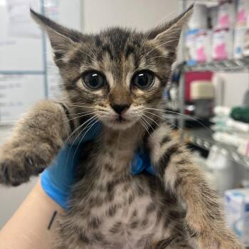 Domestic Short Hair Cats Available for Adoption in Edinburg, Texas - August | PetCurious