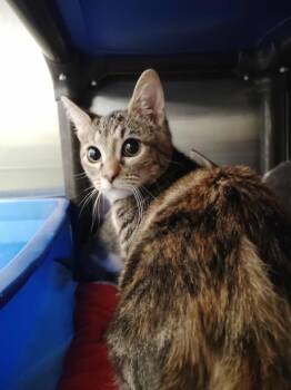 Rescue Domestic Short Hair Cats for Adoption in Republic, Missouri - Lily | PetCurious