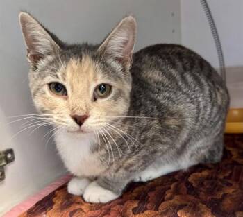 SNOW STORM -  Domestic Short Hair Cat for Adoption in Sarasota, Florida - SNOW STORM | PetCurious