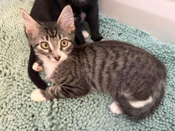 Snickers -  Domestic Medium Hair Cat for Adoption in Millcreek, Utah - Snickers | PetCurious