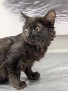Rescue Domestic Medium Hair and Domestic Short Hair Cats for Adoption in West Chester, Pennsylvania - Flannel | PetCurious