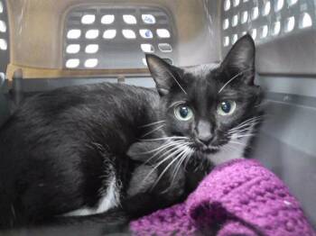 EGG NOODLE -  Domestic Short Hair Cat for Adoption in Omaha, Nebraska - EGG NOODLE | PetCurious