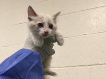 A1923070 -  Siamese Cat for Adoption in Thousand Palms, California - A1923070 | PetCurious
