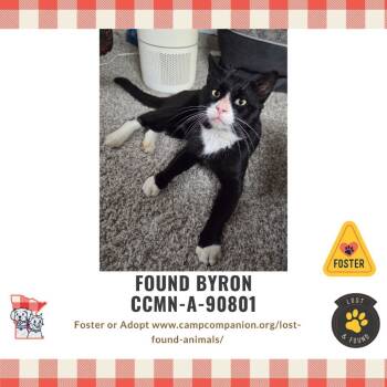 Rescue Domestic Short Hair Cats for Adoption in Rochester, Minnesota - FOUND -Knightley | PetCurious