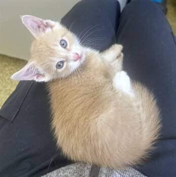PEEP -  Domestic Short Hair Cat for Adoption in Dedham, Massachusetts - PEEP | PetCurious