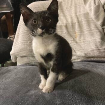 Rescue Domestic Short Hair Cats for Adoption in Los Angeles, California - Chachalaca | PetCurious