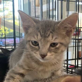 Rescue Domestic Short Hair Cats for Adoption in Riverwoods, Illinois - Nike | PetCurious