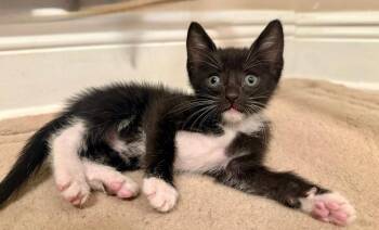 Tiki -  Domestic Short Hair Cat for Adoption in Orlando, Florida - Tiki | PetCurious