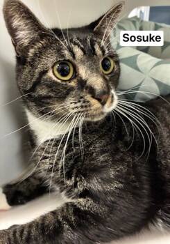 Rescue Domestic Long Hair Cats for Adoption in Topeka, Kansas - Sosuke | PetCurious