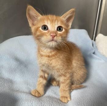 Domestic Short Hair Cats Available for Adoption in Lathrop, California - Peter | PetCurious