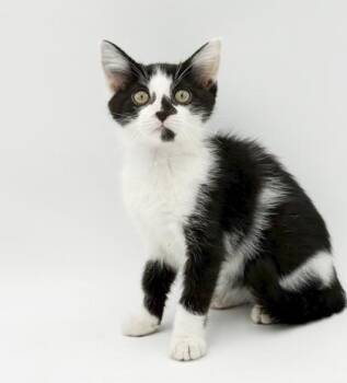 Opal (blk on nose) -  Domestic Short Hair Cat for Adoption in Bowling Green, Kentucky - Opal (blk On Nose) | PetCurious