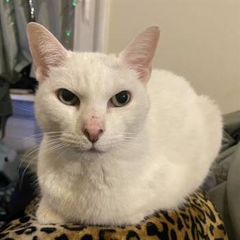 Domestic Short Hair Cats Available for Adoption in Barnstable, Massachusetts - BEBE | PetCurious