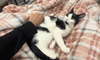 Rescue Domestic Short Hair and American Shorthair Cats for Adoption - Cover Girl | PetCurious