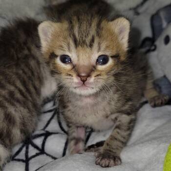 Huckleberry -  Domestic Short Hair Cat for Adoption in Nashville, Indiana - Huckleberry | PetCurious