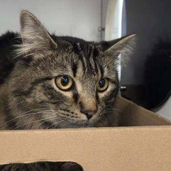 Domestic Long Hair and Domestic Short Hair Cats Available for Adoption in Voorhees Township, New Jersey - Ghost | PetCurious