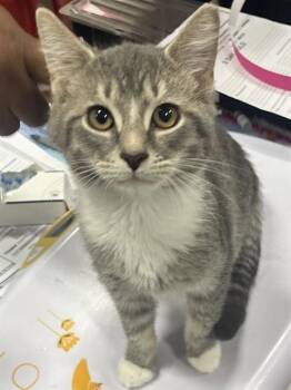 HENLEY -  Domestic Short Hair Cat for Adoption - HENLEY | PetCurious