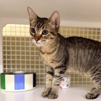 Rescue Domestic Short Hair Cats for Adoption in Honolulu, Hawaii - French Toast | PetCurious