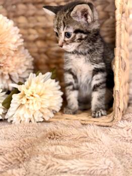 Lady -  Domestic Short Hair Cat for Adoption in Gradyville, Kentucky - Lady | PetCurious
