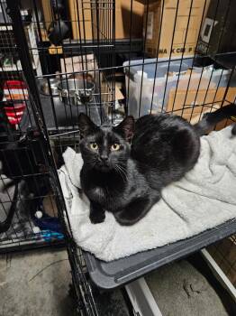 Domestic Short Hair Cats Available for Adoption - Tuxedo RL | PetCurious