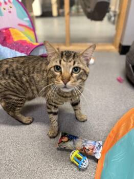 Doug -  Domestic Short Hair Cat for Adoption in Chisholm, Minnesota - Doug | PetCurious