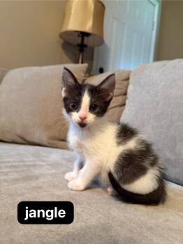 Jangle -  Domestic Short Hair Cat for Adoption in Johnson City, Tennessee - Jangle | PetCurious