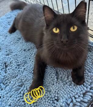 Rescue Domestic Medium Hair Cats for Adoption in Shorewood, Illinois - Dunkin | PetCurious