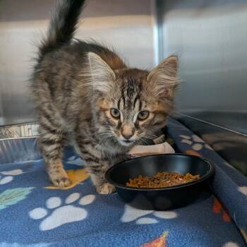 Domestic Medium Hair Cats Available for Adoption in Matteson, Illinois - Lulu | PetCurious