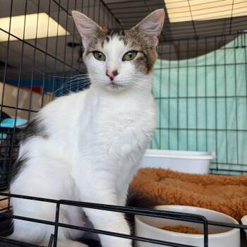 Domestic Short Hair Cats Available for Adoption in Webster, Texas - Julianne | PetCurious