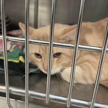 Cinnamon -  Domestic Short Hair Cat for Adoption in Port Charlotte, Florida - Cinnamon | PetCurious