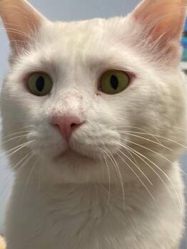 Beau CR -  Domestic Medium Hair Cat for Adoption in Greenville, South Carolina - Beau CR | PetCurious