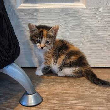Anita -  Calico Cat for Adoption in Mastic, New York - Anita | PetCurious