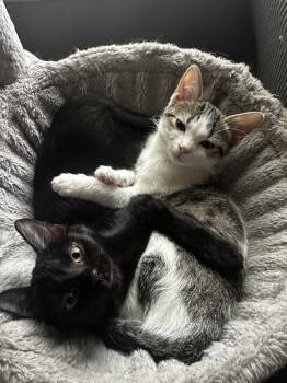Acorn -  Domestic Short Hair Cat for Adoption in Mishawaka, Indiana - Acorn | PetCurious