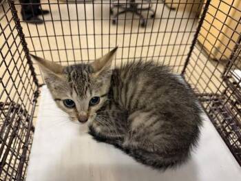 SALI -  Domestic Short Hair Cat for Adoption in Doral, Florida - SALI | PetCurious