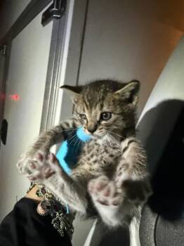 Domestic Short Hair Cats Available for Adoption in San Antonio, Texas - MARTIE | PetCurious