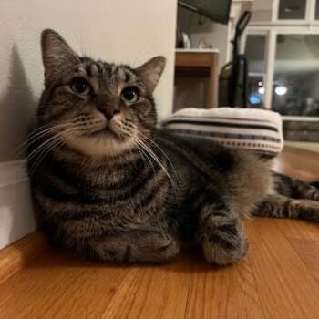 Rescue Domestic Short Hair Cats for Adoption in Austin, Texas - Whisper | PetCurious