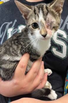 Rescue Domestic Short Hair Cats for Adoption in Sanford, Florida - Cole | PetCurious