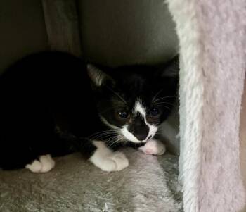 Scrappy -  Domestic Short Hair Cat for Adoption in Alafaya, Florida - Scrappy | PetCurious
