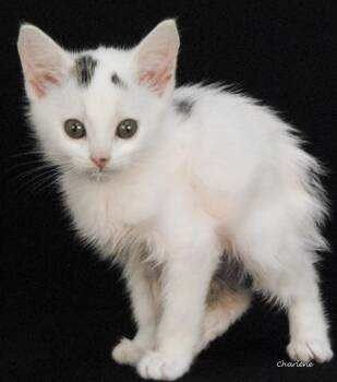 Bottle Rocket -  Domestic Short Hair Cat for Adoption in Newland, North Carolina - Bottle Rocket | PetCurious