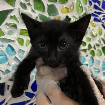 TREVOR -  Domestic Short Hair Cat for Adoption in Pensacola, Florida - TREVOR | PetCurious