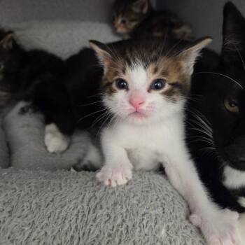 Lyra -  Domestic Short Hair Cat for Adoption in North Battleford, Saskatchewan - Lyra | PetCurious