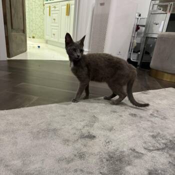 Domestic Short Hair Cats Available for Adoption in Fort Lauderdale, Florida - River | PetCurious