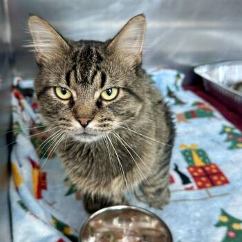 Tika -  Domestic Medium Hair Cat for Adoption in Matteson, Illinois - Tika | PetCurious