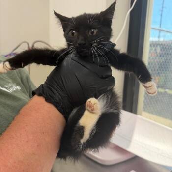 Moose -  Domestic Short Hair Cat for Adoption in Columbiana, Alabama - Moose | PetCurious