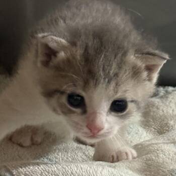 Eliza -  Domestic Short Hair Cat for Adoption in Philadelphia, Pennsylvania - Eliza | PetCurious