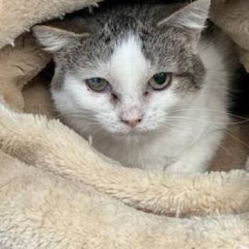 Rescue Domestic Short Hair Cats for Adoption in Berryville, Virginia - Baby | PetCurious