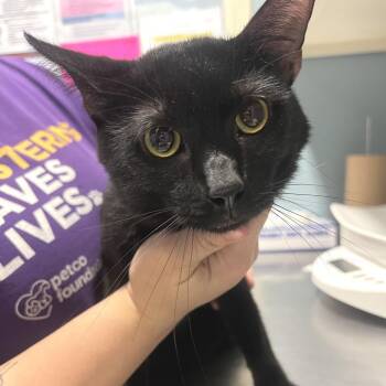 Blackberry -  Domestic Short Hair Cat for Adoption in Chattanooga, Tennessee - Blackberry | PetCurious