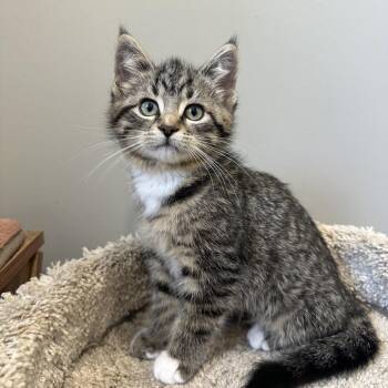 Howdy -  Domestic Short Hair Cat for Adoption in Puslinch, Ontario - Howdy | PetCurious
