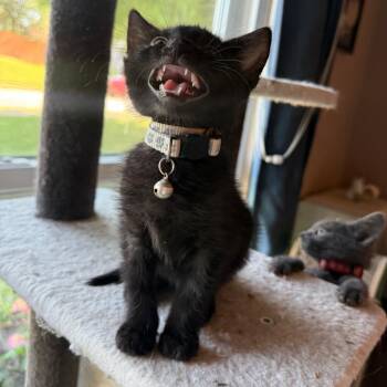 Beanie Baby -  Domestic Short Hair Cat for Adoption in Brownsboro, Alabama - Beanie Baby | PetCurious