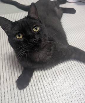 Rubis -  Domestic Short Hair Cat for Adoption in Montreal, Quebec - Rubis | PetCurious