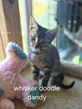 Rescue Domestic Short Hair Cats for Adoption in Oviedo, Florida - Whisker Doodle Dandy | PetCurious